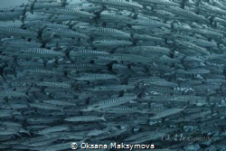 School of Blackfin barracuda (Sphyraena qenie) by Oksana Maksymova 